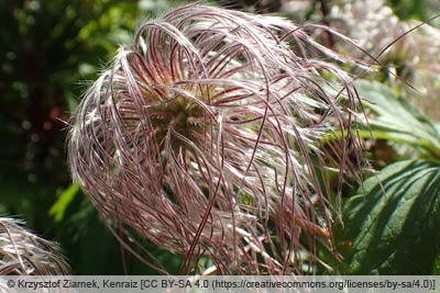 Clematis 'Pamela Jackman'