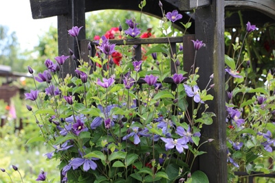 Clematis texensis - Texas-Waldrebe