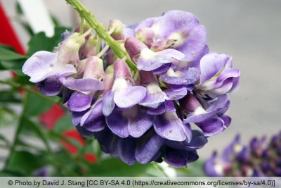 Wisteria frutescens - 'Amethyst Falls'