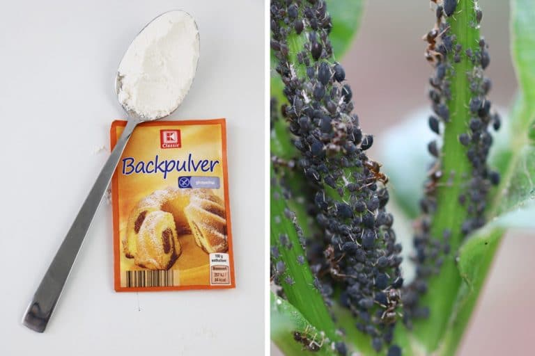 Backpulver Gegen Wollluse