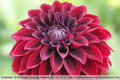 Dahliensorte 'Arabian Night'