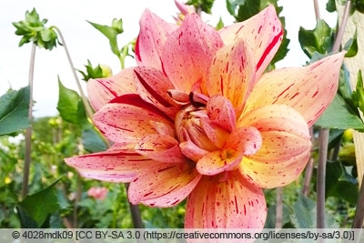 Dahliensorte 'Nonette'