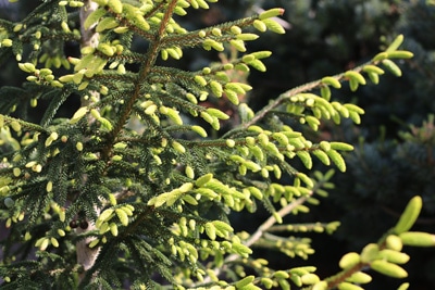 Picea orientalis 'Aureospicata'