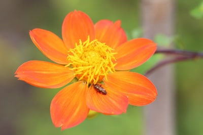 Scharlach-Dahlie - Dahlia coccinea