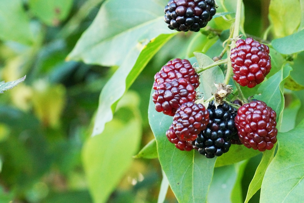 Brombeeren, kein Kaffeesatz als Dünger