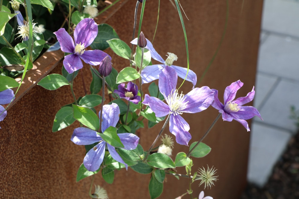 Clematis-Sorten im Kübel