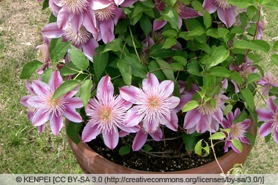 Clematis evijohill 'Josephine'