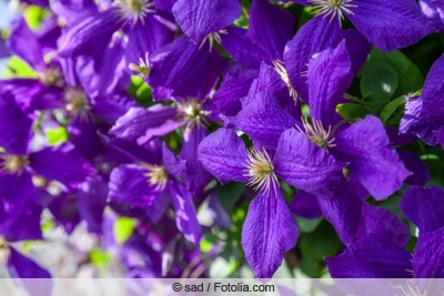 Clematis Jackmanii