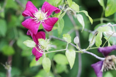 Clematis viticella 'Madame Julia Correvon'