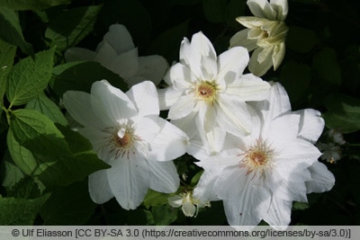 Clematis 'Mrs George Jackman'