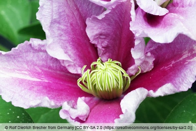 Clematis 'Piilu'