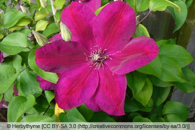 Clematis 'Rouge Cardinal'