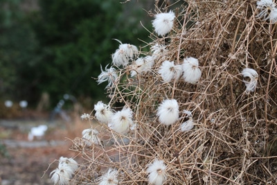 Clematis tangutica