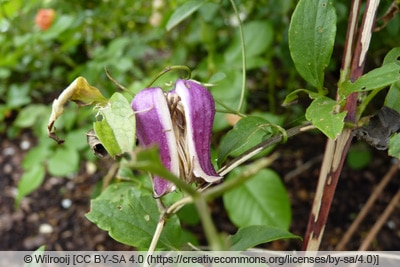 Clematis texensis 'Buckland Beauty'