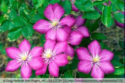 Clematis 'Ville de Lyon'