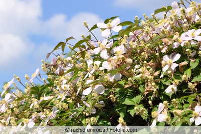 Clematis vitalba