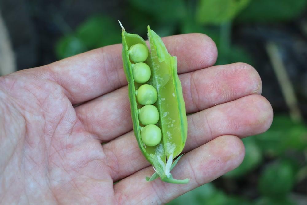 Geöffnete Erbsenschote in Hand