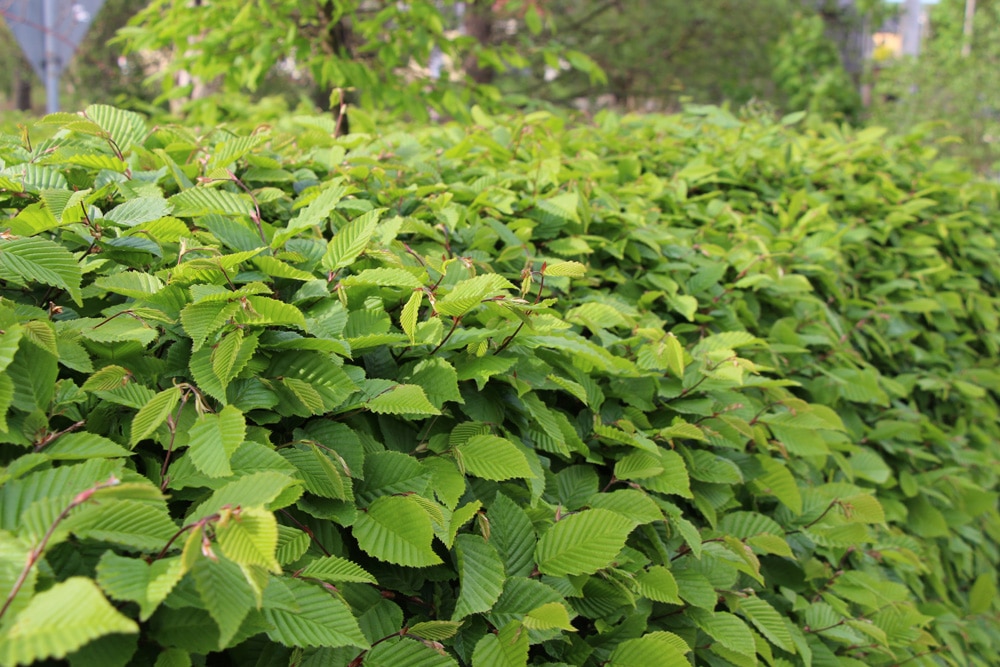 Hecke schneiden - Hainbuchenhecke