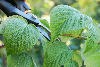 Himbeeren schneiden