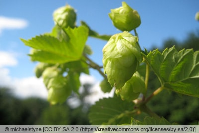 Hopfensorte 'Cascade'