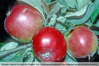 Sommeräfel 'Red Astrachan'