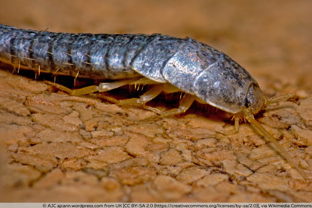 Silberfisch - Lepisma saccharina