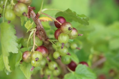 Stachelbeeren