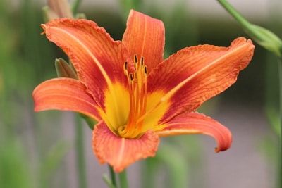 Gelbrote Taglilie - Hemerocallis fulva