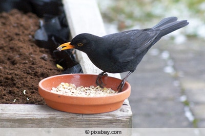 Amnselfutter - Amsel frisst Haferflocken