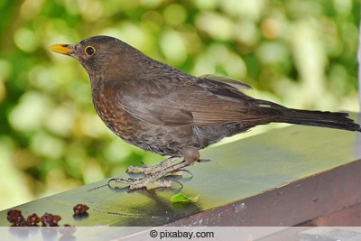 Amselfutter - Amsel frisst Rosinen