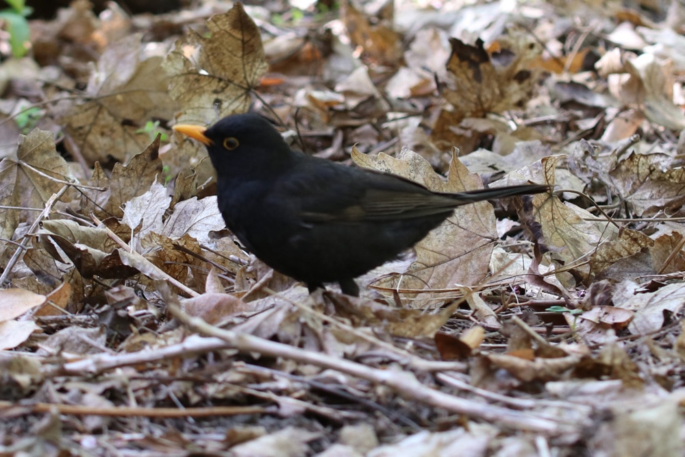 Amsel