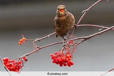 Amsel frisst Beeren