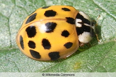 Asiatischer Marienkäfer - Harmonia axyridis