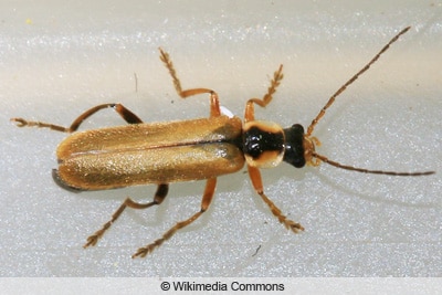 Cantharis decipiens