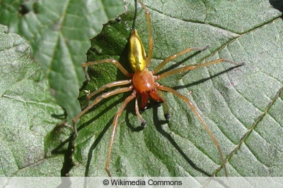 Kleine rote Spinne - Dornfingerspinne