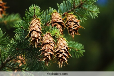 Douglasie - Pseudotsuga menziesii