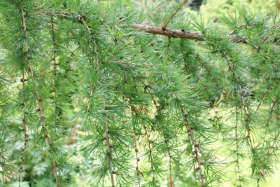 Europäische Lärche - Larix decidua