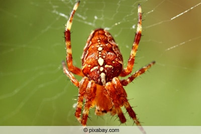 Gartenkreuzspinne - Araneus