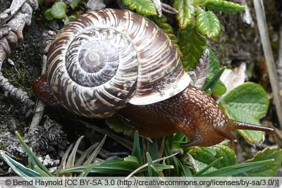 Gefleckte Schnirkelschnecke