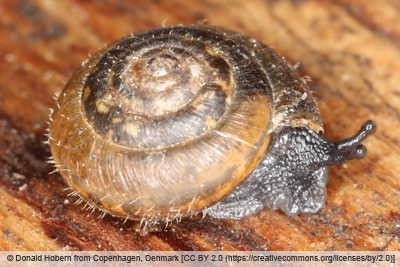 Gemeine Haarschnecke