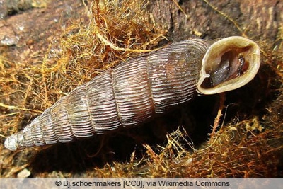 Gemeine Schließmundschnecke