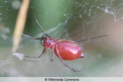 Kleine rote Spinne - Grasspinne