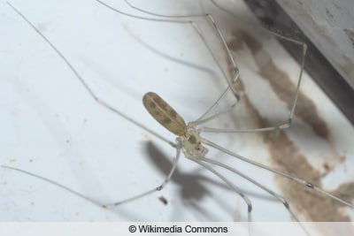 Große Zitterspinne - Pholcus phalangioides