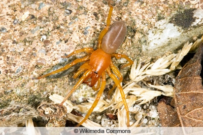 Großer Asseljäger - Safran-Sechsaugenspinne