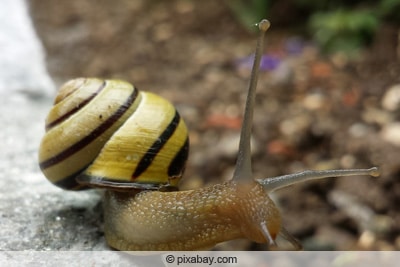 Hain-Bänderschnecke