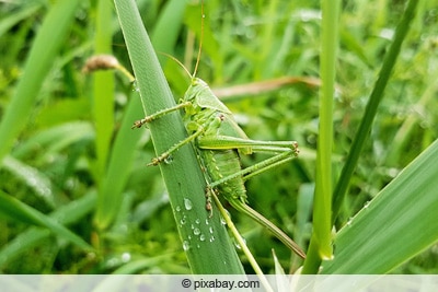 Heuschrecke/Grashüpfer an Blatt mit Wassertropfen