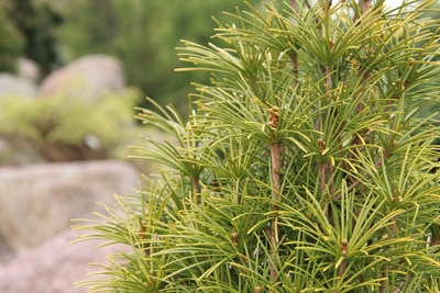 Japanische Schirmtanne - Sciadopitys verticillata