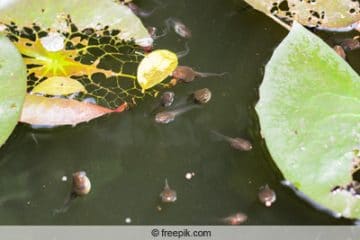 Was fressen Kaulquappen im Teich? 4 Ideen für Futter Gartenrat.de