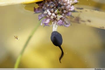 Was fressen Kaulquappen im Teich? 4 Ideen für Futter Gartenrat.de