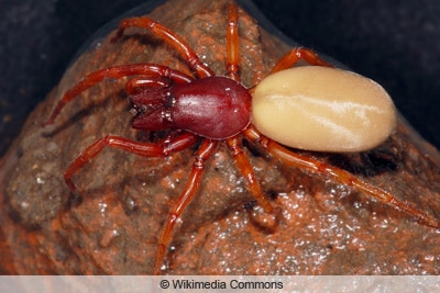 Rote Sechsaugenspinne - Kleiner Asseljäger